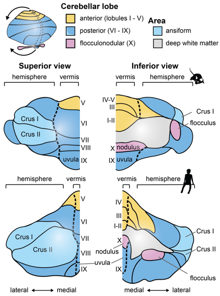 Our review on cerebellar evo-devo in Current Topics in Developmental Biology
