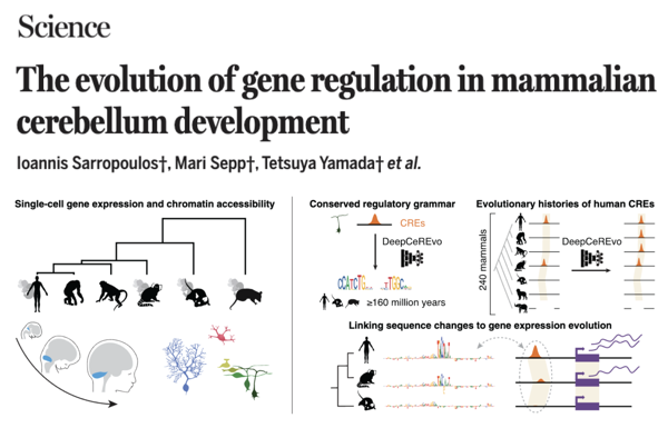 A major chapter of Mari’s postdoctoral work in the Kaessmann lab published in Science.