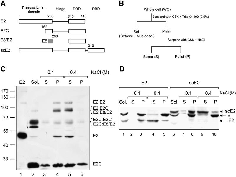 Bovine papillomavirus type 1 E2 protein heterodimer is functional in papillomavirus DNA replication in vivo