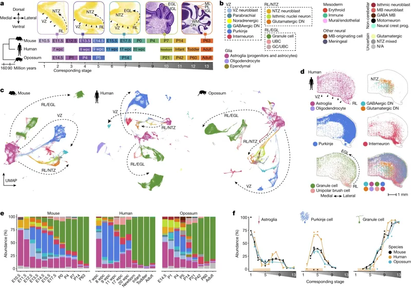 Cellular development and evolution of the mammalian cerebellum