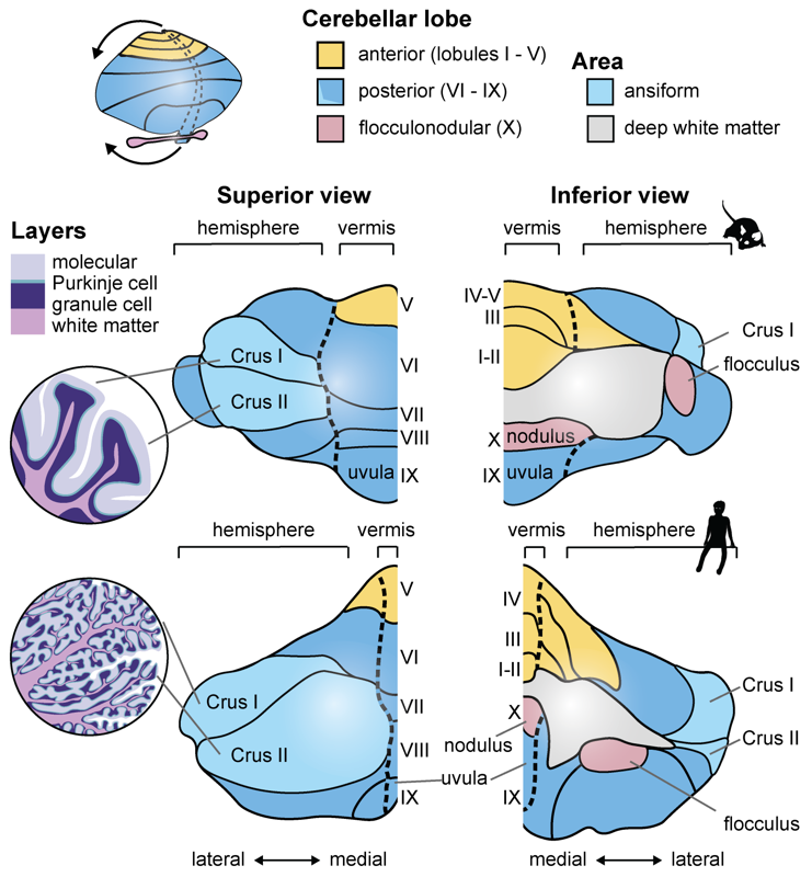 REVIEW: Evolutionary perspectives on the development of the mammalian cerebellum: From cellular diversity to gene regulatory programs