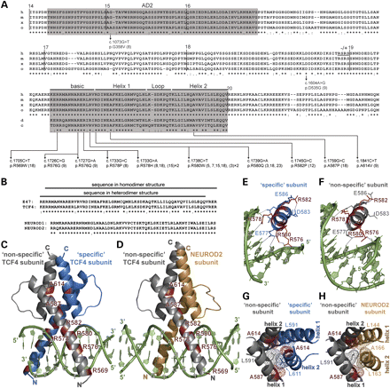 Pitt–Hopkins syndrome-associated mutations in TCF4 lead to variable impairment of the transcription factor function ranging from hypomorphic to dominant-negative effects