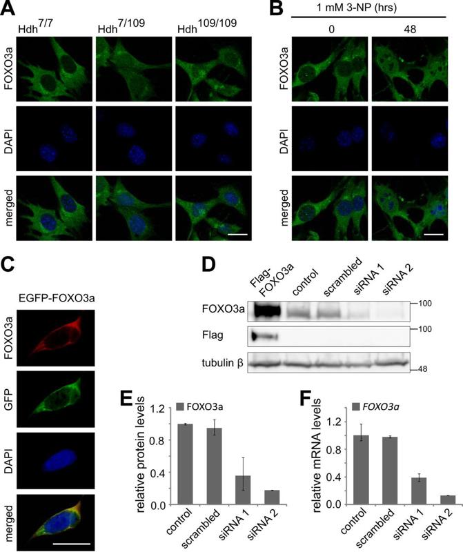 Forkhead Transcription Factor FOXO3a Levels Are Increased in Huntington Disease Because of Overactivated Positive Autofeedback Loop