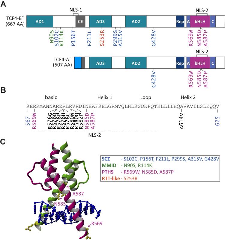 Functional consequences of TCF4 missense substitutions associated with Pitt-Hopkins syndrome, mild intellectual disability, and schizophrenia