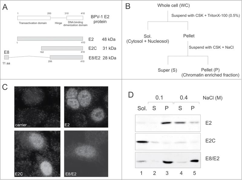 Characterization of the nuclear matrix targeting sequence (NMTS) of the BPV1 E8/E2 protein — the shortest known NMTS