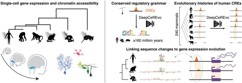 The evolution of gene regulation in mammalian cerebellum development